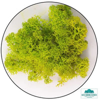 Lichen - Reindeer Moss (Icelandic Moss) Apple Green (Spring)